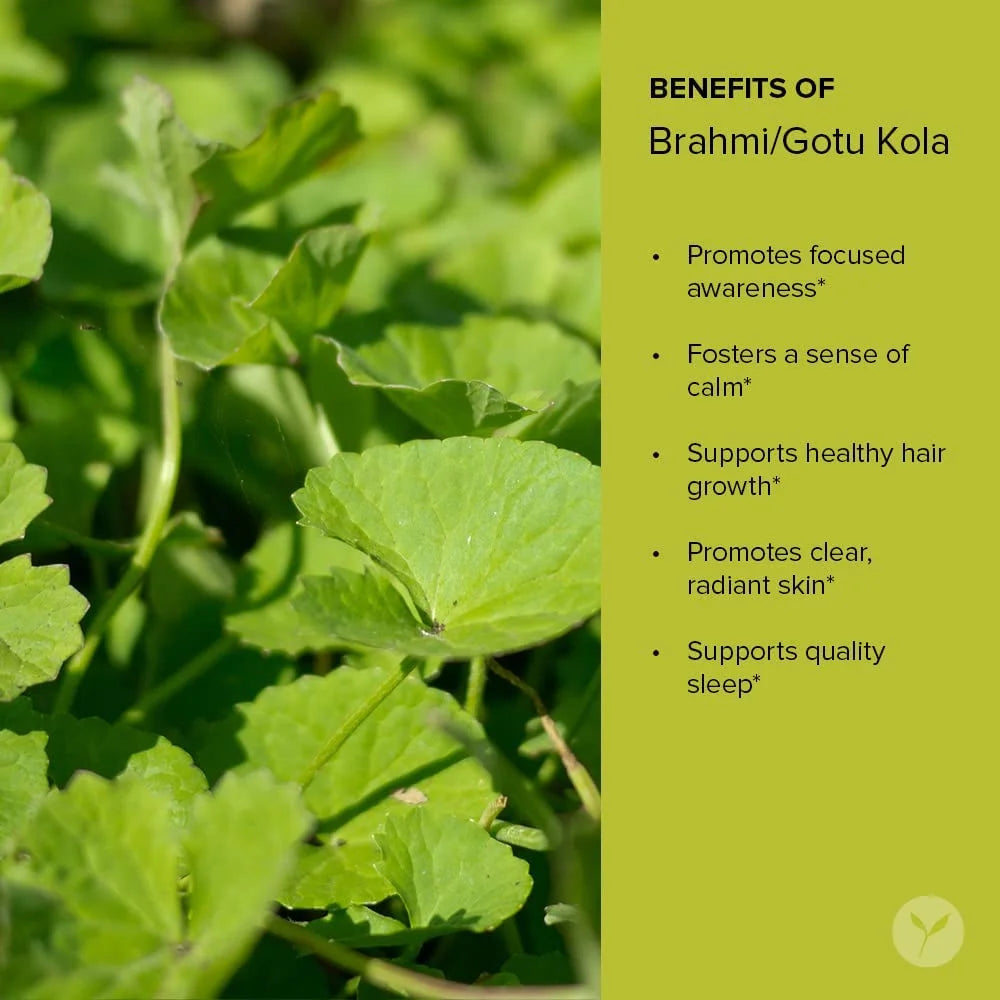 Brahmi/Gotu Kola Powder – Organic Centella Asiatica ­­–Supports Focus, Concentration, Alertness, and a Balanced Sense of Calm* – ½ Lb. – Non-Gmo Sustainably Sourced Vegan